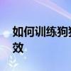 如何训练狗狗狗大小便 训练狗狗大小便最有效
