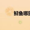 鲟鱼哪里不能吃 杂交鲟鱼能吃吗