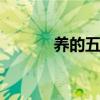 养的五笔打法 养用五笔怎么打