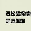 逗松鼠捉蜻蜓逮蝈蝈的词语有哪些 逗松鼠还是逗蝈蝈
