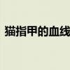 猫指甲的血线示意图 给猫剪指甲的技巧图解