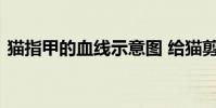 猫指甲的血线示意图 给猫剪指甲的技巧图解