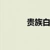 贵族白领 关于贵族白领的介绍