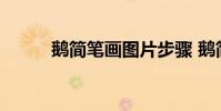 鹅简笔画图片步骤 鹅简笔画图片