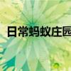 日常蚂蚁庄园答题：蚂蚁庄园钙片的含钙量
