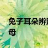 兔子耳朵辨别公母视频 兔子的耳朵能分辨公母