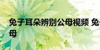 兔子耳朵辨别公母视频 兔子的耳朵能分辨公母