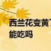 西兰花变黄了还能吃吗知乎 西兰花变黄了还能吃吗