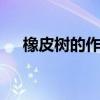 橡皮树的作用与用途视频 橡皮树的作用