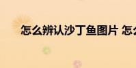 怎么辨认沙丁鱼图片 怎么辨认沙丁鱼