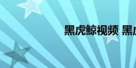 黑虎鲸视频 黑虎鲸