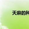 天麻的种植方法? 天麻的种植方法